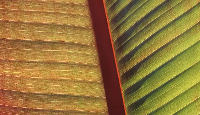 Filiation / reconnaissance de paternité